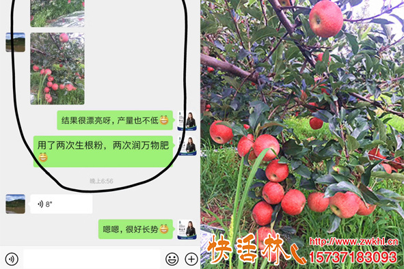 快活林強力生根粉什么排名那么靠前新疆昌吉蘋果樹恢復的怎么樣了