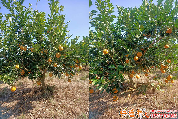 快活林臍橙樹養(yǎng)護(hù)