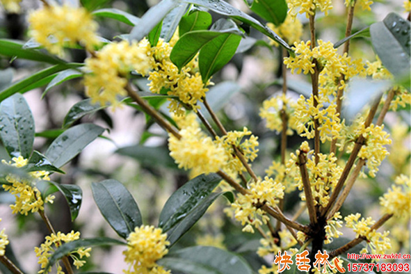快活林桂花樹養(yǎng)護(hù)