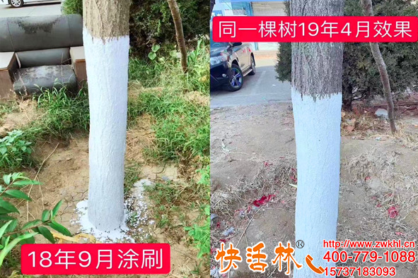 樹上涂白石粉起到什么作用，快活林涂白劑噴涂方便防蟲保暖