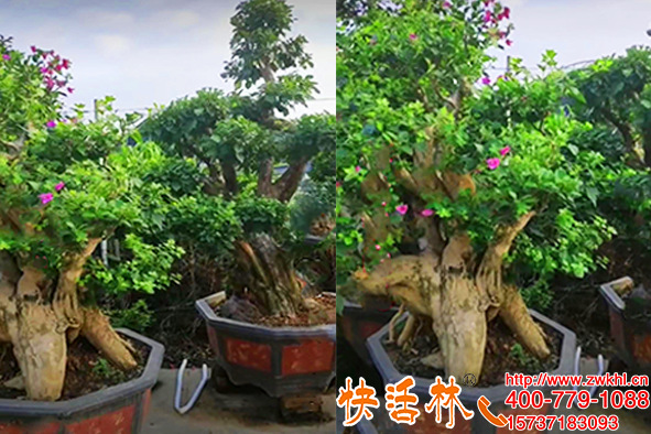 鄢陵花木市場張經(jīng)理用快活林樹苗營養(yǎng)液因養(yǎng)護成活高小有名氣