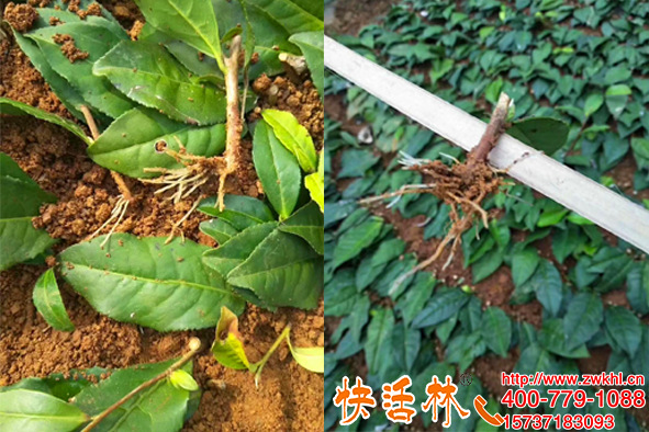 四川眉山孟經(jīng)理是怎么體會到生根粉的使用方法有多么重要