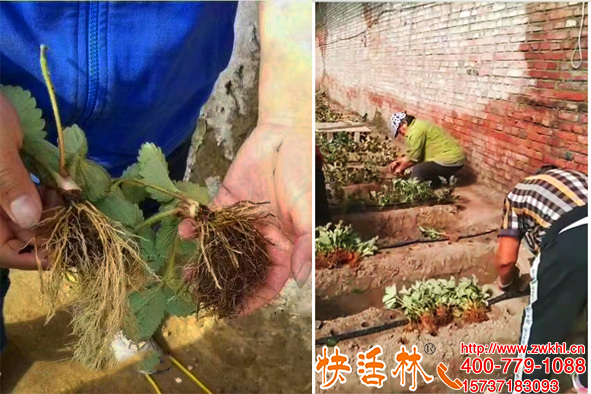 生根劑配方簡單制作難，新鄭劉經(jīng)理說快活林還真代替不了