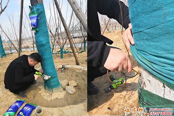 水肥對(duì)于植物生長(zhǎng)太重要，新栽樹(shù)木如何判斷缺水-1