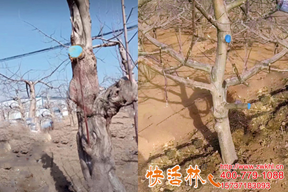 快活林果樹(shù)愈合劑多少錢(qián)一件，果園修剪傷口處理效果怎么樣