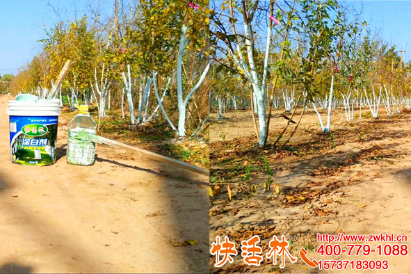 快活林樹干涂白劑價格多少，陳經(jīng)理說抗凍防病效果值這個價