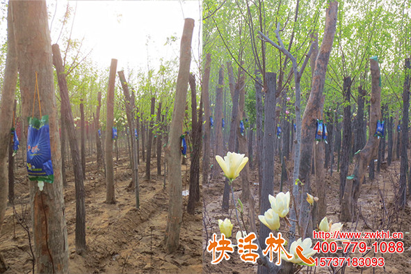 快活林大樹(shù)營(yíng)養(yǎng)液價(jià)格多少，王經(jīng)理說(shuō)要效果好成活高還得用快活林