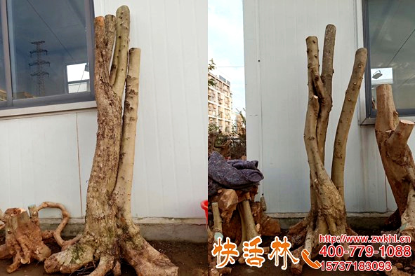 快活林大樹生根粉老樁復(fù)壯恢復(fù)，半月成活長新芽