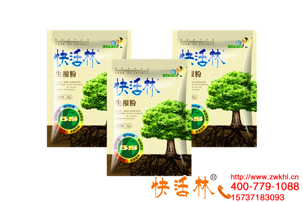 快活林大樹生根粉老樁復(fù)壯恢復(fù)，半月成活長新芽