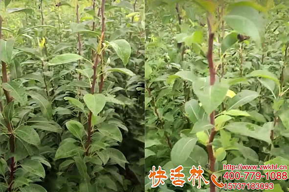 擔(dān)心小苗被凍傷？快活林苗木防凍劑苗圃小樹防凍抗嚴(yán)冬預(yù)防倒春寒