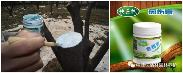 中威快活林-樹木修剪季，傷口保護(hù)的重要性！