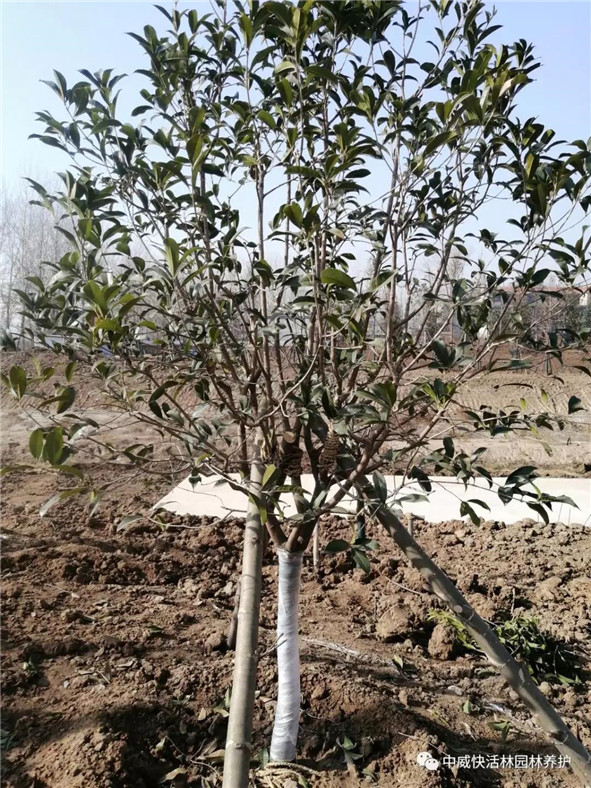 中威快活林-秋冬植樹(shù)應(yīng)該注意的幾大要點(diǎn)