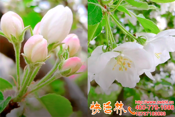快活林果樹防凍劑預(yù)防蘋果樹倒春寒坐果高靠技術(shù)養(yǎng)護(hù)