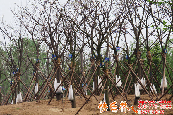 快活林大樹移栽營養(yǎng)液公園栽樹恢復(fù)快因工程制定方案想不成活都難