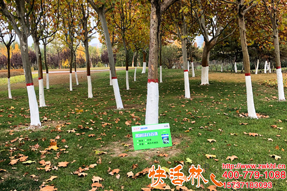 快活林樹干涂白劑安全無害，公園噴白美化使用方便效率高