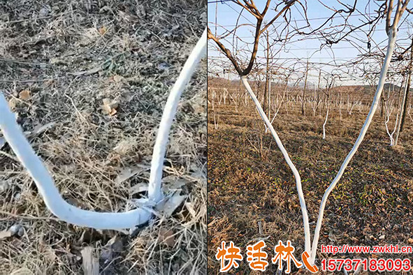 快活林果樹(shù)涂白劑獼猴桃