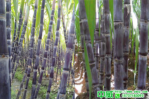 甘蔗種植技術(shù)，甘蔗用什么肥料長(zhǎng)得好？怎么追肥