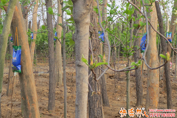 快活林營(yíng)養(yǎng)液養(yǎng)護(hù)