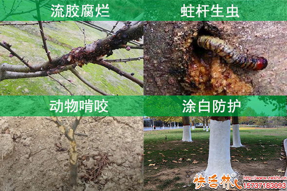 快活林防蟲涂白劑保護