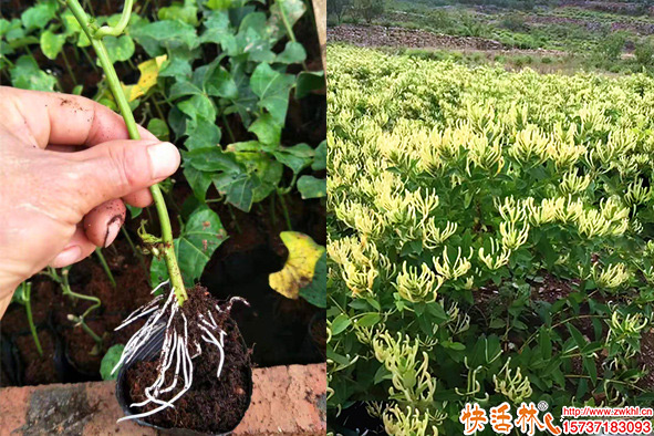 金銀花扦插育苗技術(shù)，扦插生根劑怎么使用效果好？