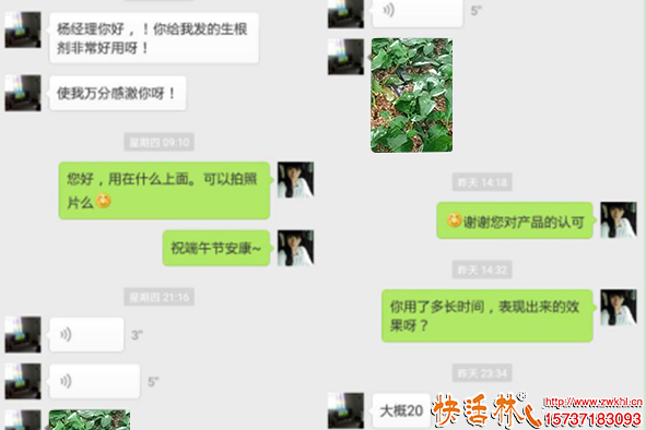 快活林連翹生根效果