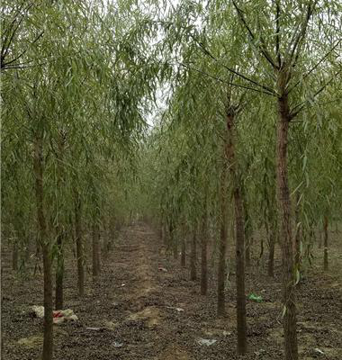 種樹生根劑在哪里買，1000棵金葉復(fù)葉槭多虧快活林救活了