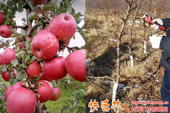 學(xué)會了果樹修剪技術(shù)依然不能高產(chǎn)是怎么回事？果園如何正確管理