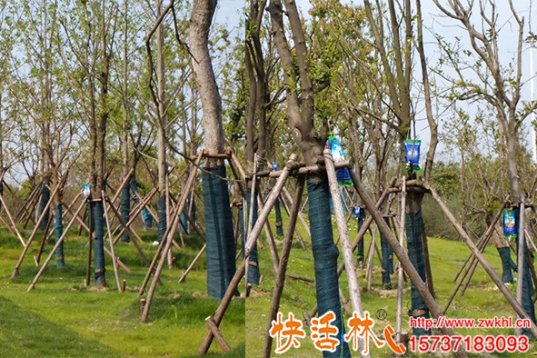 樹木輸液袋只用正品，快活林大樹營養(yǎng)液恢復更快更安全