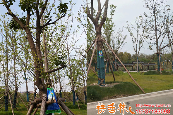 大樹(shù)營(yíng)養(yǎng)液哪里有賣(mài)的？快活林吊針液效果怎么樣？經(jīng)銷(xiāo)點(diǎn)在哪里