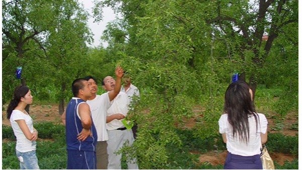 萬畝棗樹打吊針液壯樹促果，果樹打營養(yǎng)液竟比追肥管用