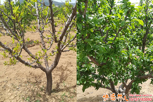 快活林生根粉移栽桃樹恢復(fù)