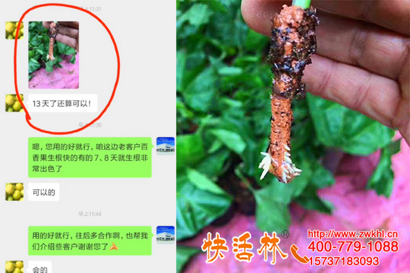 什么是生根粉？楊經(jīng)理百香果扦插成活率90%以上還能升