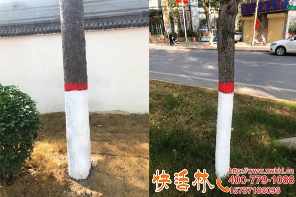 快活林樹干涂白噴涂方便，江西贛州湯經(jīng)理說效率提高七八倍