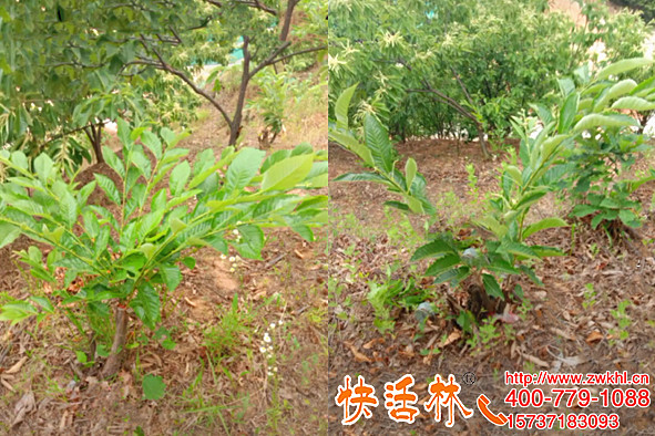 栽板栗樹(shù)怎么栽愛(ài)活，山東棗莊李經(jīng)理為啥沒(méi)經(jīng)驗(yàn)也能全種活