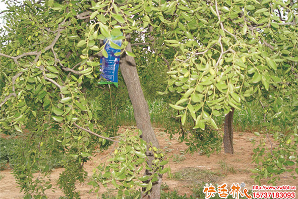 果樹用營養(yǎng)液見效快，果樹輸液用營養(yǎng)液哪個好？