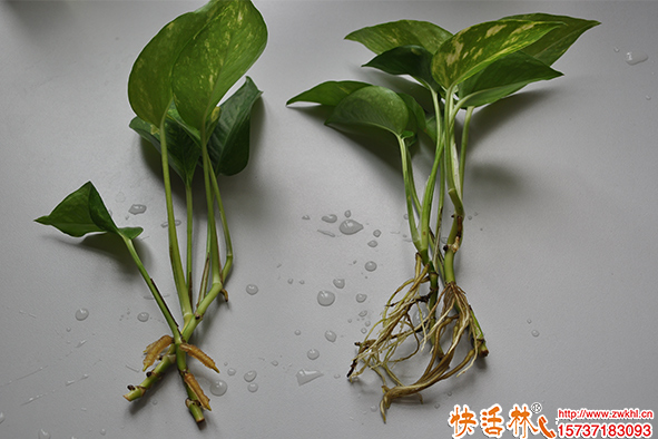 明明不是肥料為什么都喜歡用生根粉澆花？生根粉澆花有什么好處？