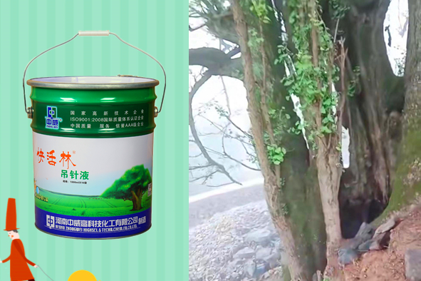 太原譚經(jīng)理兩桶古樹復(fù)壯營養(yǎng)液，兩棵幾百年的大古樹有精神了