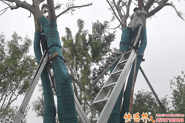 快活林營(yíng)養(yǎng)液使用