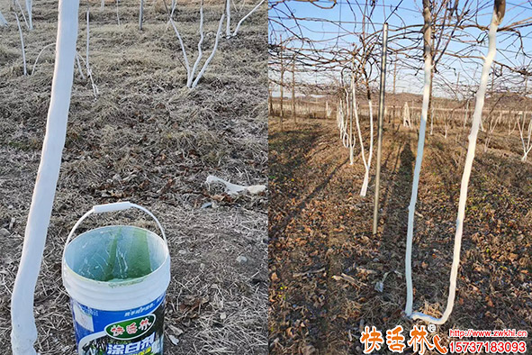 快活林涂白劑涂刷