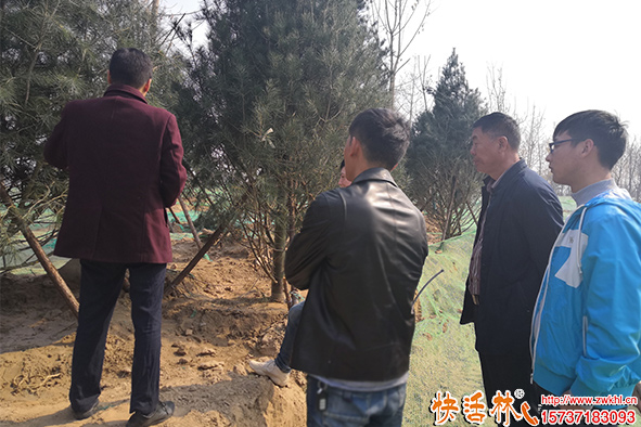 快活林根得勁生根劑現(xiàn)場養(yǎng)護指導