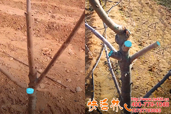 遼寧錦州用快活林果樹傷口愈合劑保護(hù)櫻桃樹只恨知道的晚