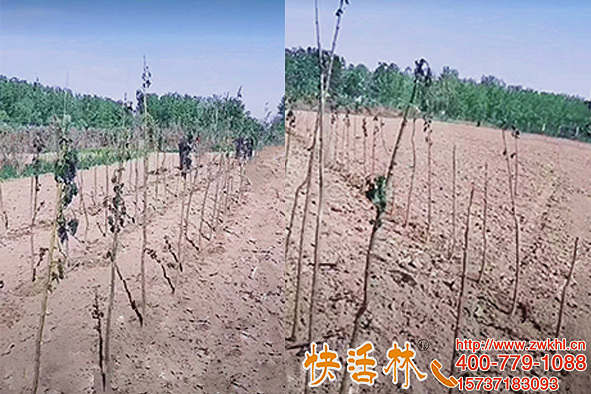 河南開封袁經理楸樹苗全軍覆沒，看來還得用快活林苗木生根劑
