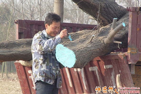 快活林愈傷膏應(yīng)用