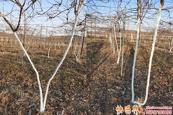 快活林涂白劑獼猴桃養(yǎng)護