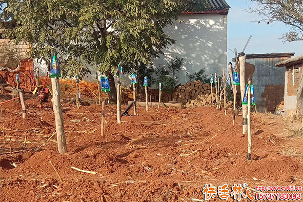 快活林生根劑營(yíng)養(yǎng)液使用