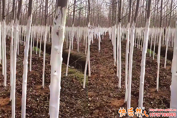 快活林涂白劑苗圃養(yǎng)護