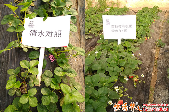 菌地帶有機(jī)肥草莓試驗(yàn)對比