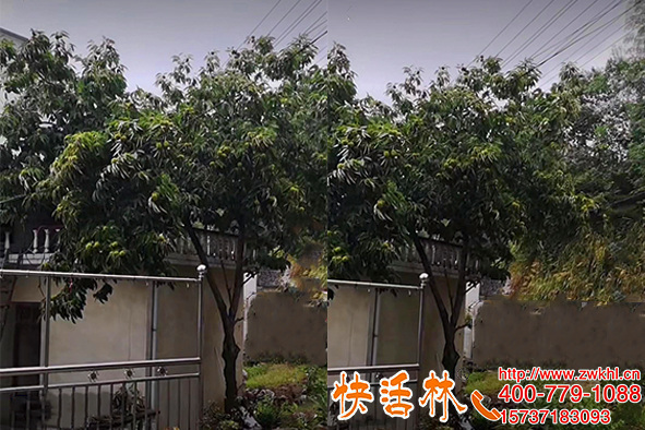 龍泉驛區(qū)賣樹營養(yǎng)液在哪里？快活林指導周經(jīng)理給板栗打針