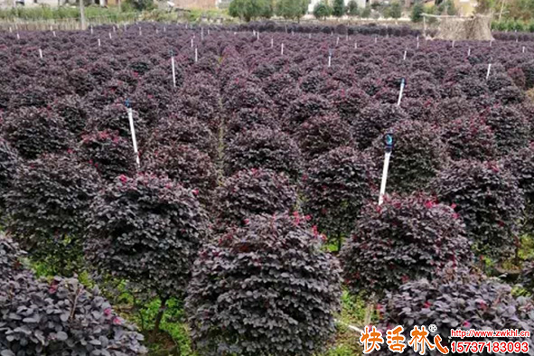 快活林根得勁苗圃養(yǎng)護