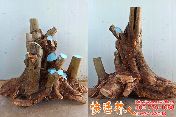 快活林植物傷口愈合膏修復(fù)下山樁鋸口殺菌強(qiáng)恢復(fù)快成活高